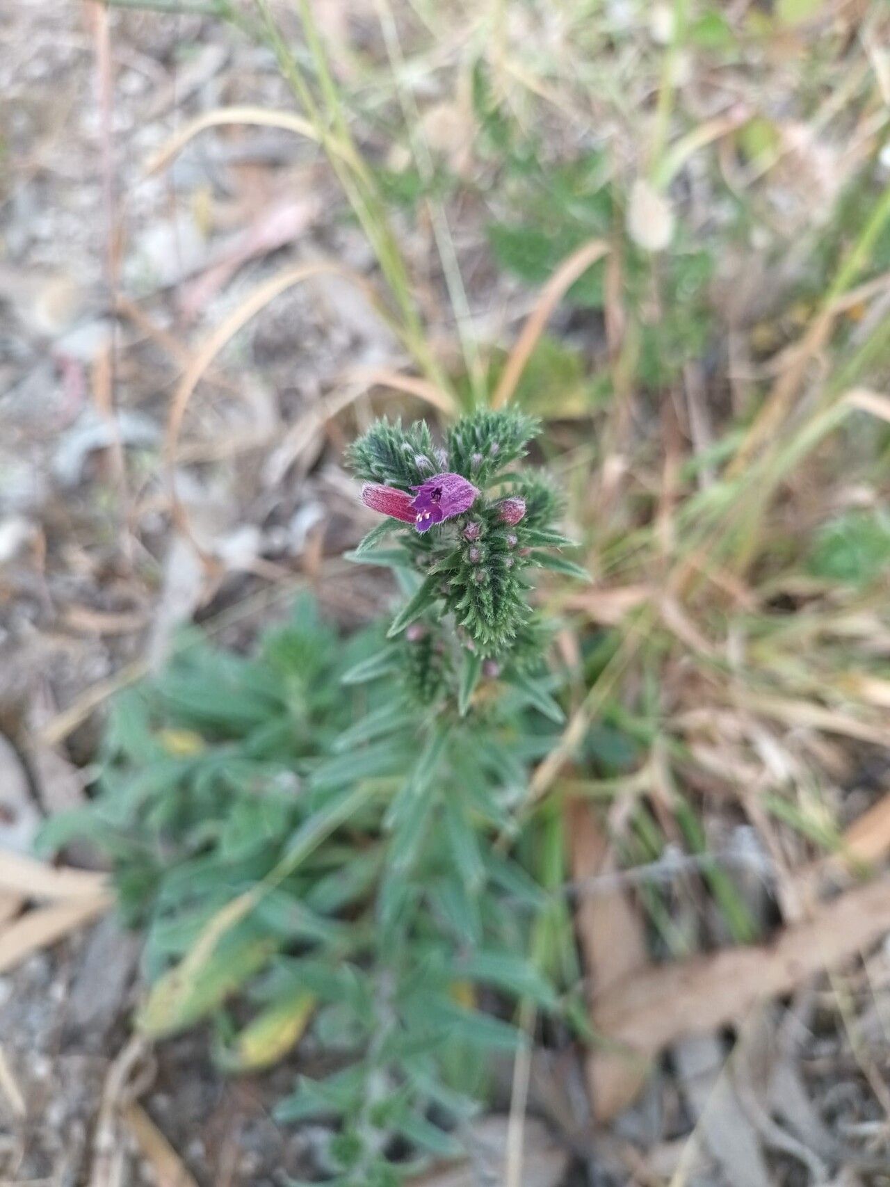 Echium tuberculatum flower