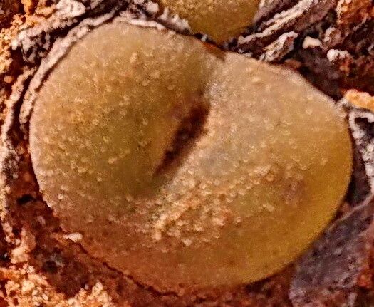 Conophytum concavum — houseplant care guide