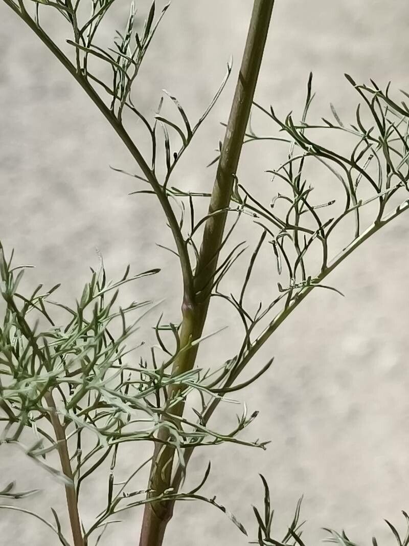 Jacobaea adonidifolia leaf