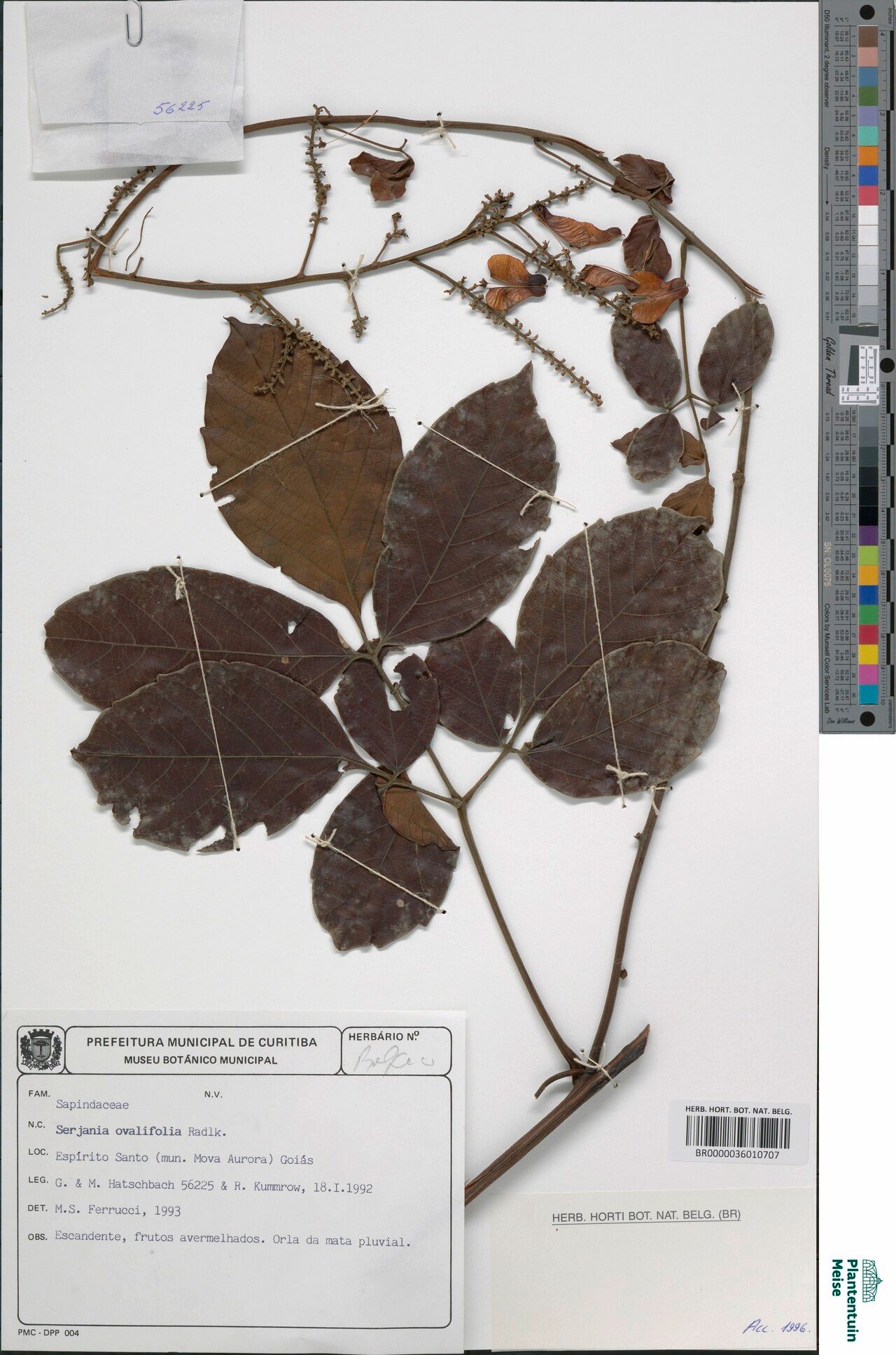 Serjania obtusidentata — houseplant care guide