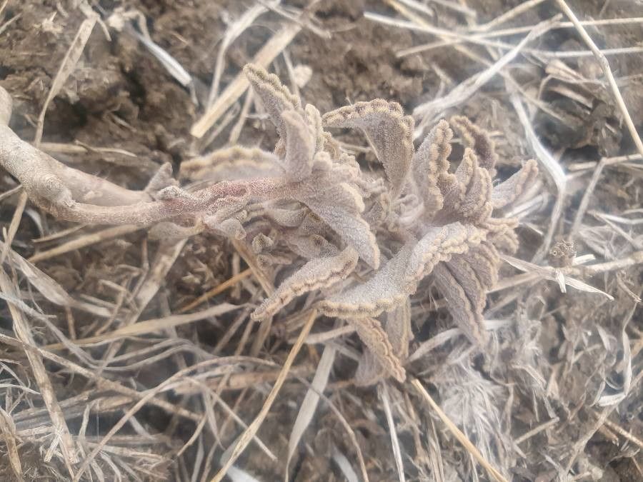 Coleus xylopodus — houseplant care guide