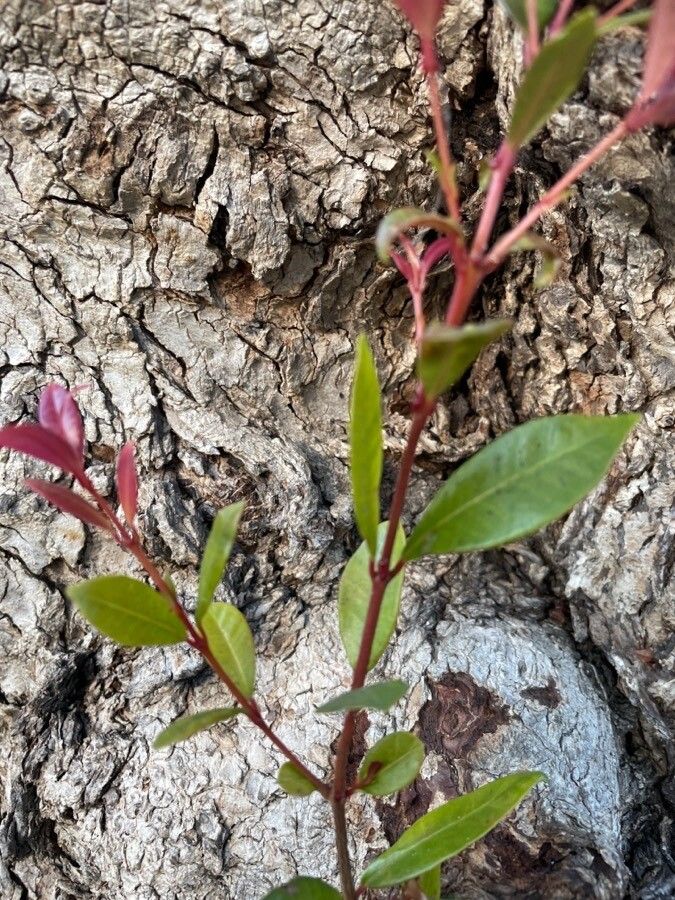 Syzygium australe leaf