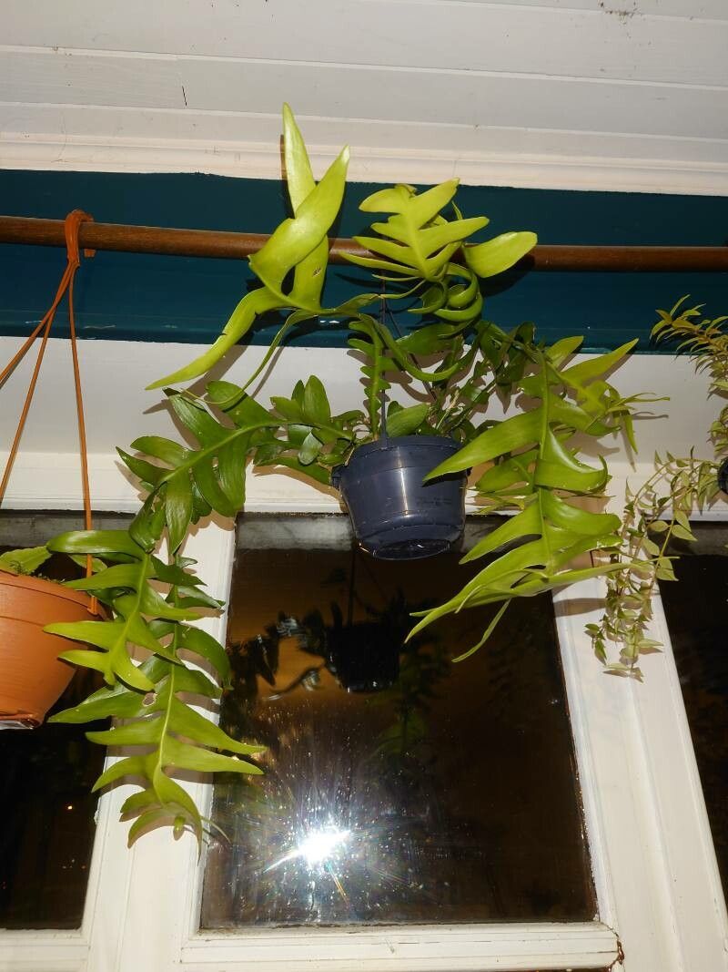 Selenicereus chrysocardium leaf