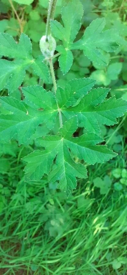 Heracleum lanatum leaf