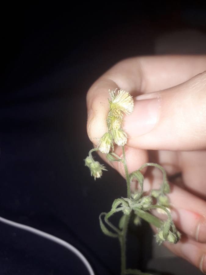 Conyza sumatrensis flower