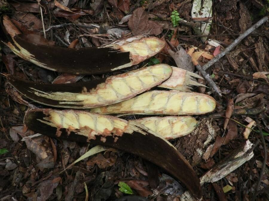 Pentaclethra macrophylla fruit