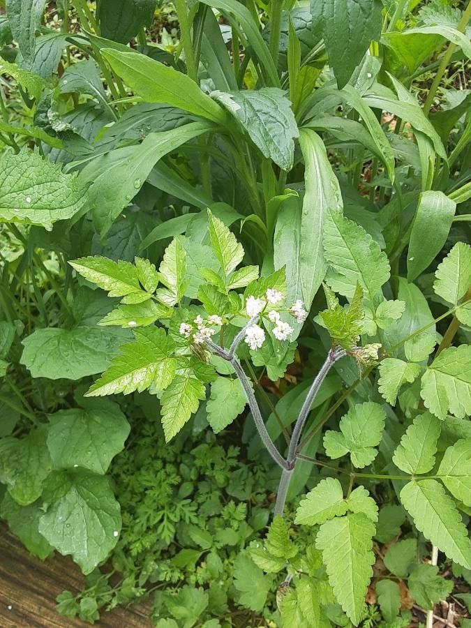 Osmorhiza claytonii flower