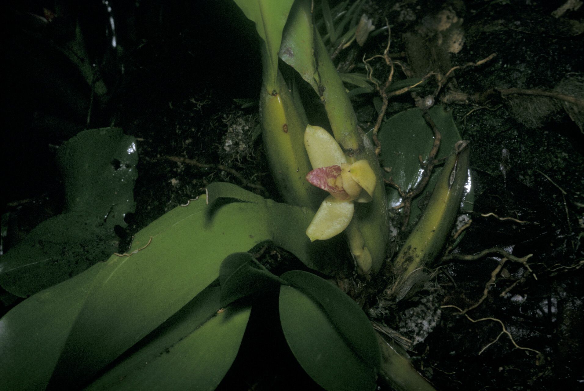 Maxillaria violaceopunctata — houseplant care guide