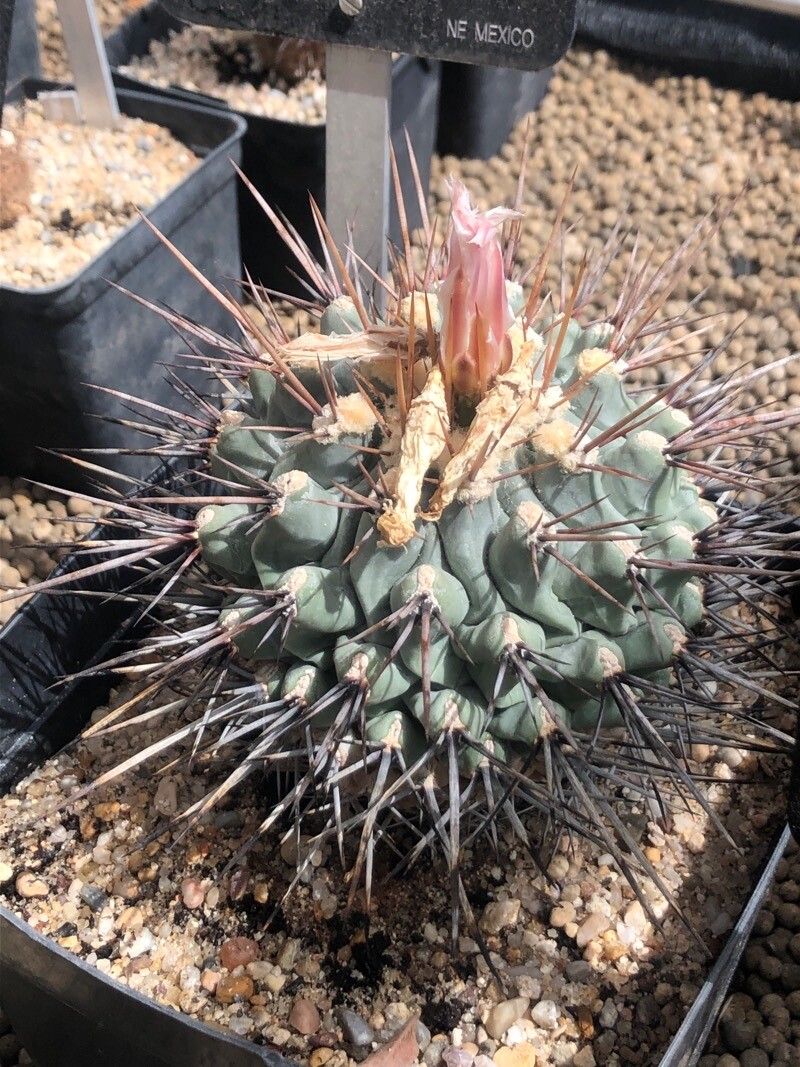 Thelocactus rinconensis — houseplant care guide