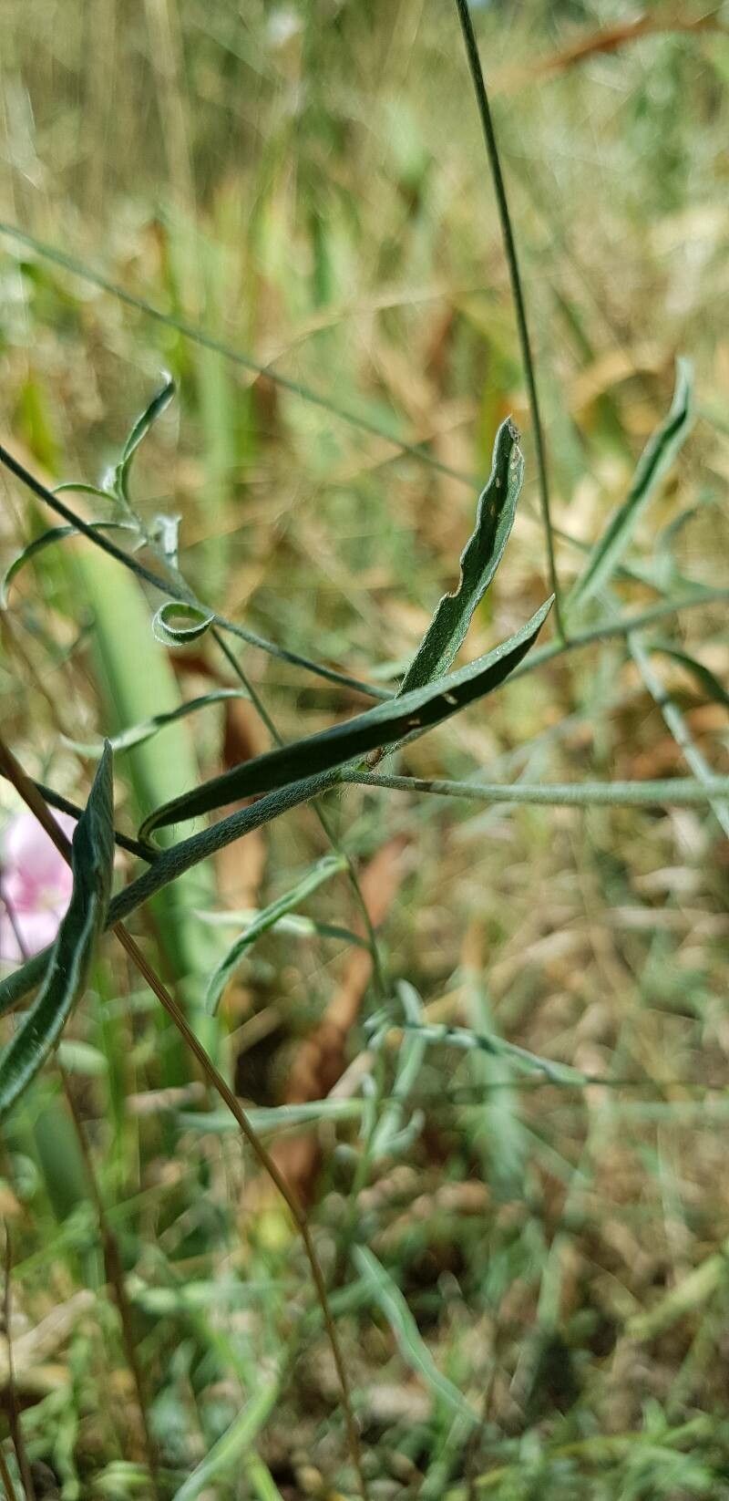 Convolvulus cantabrica leaf