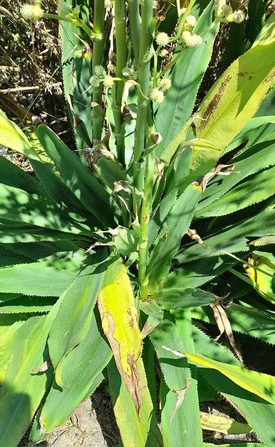Eryngium elegans — search result for 'Eryngium'