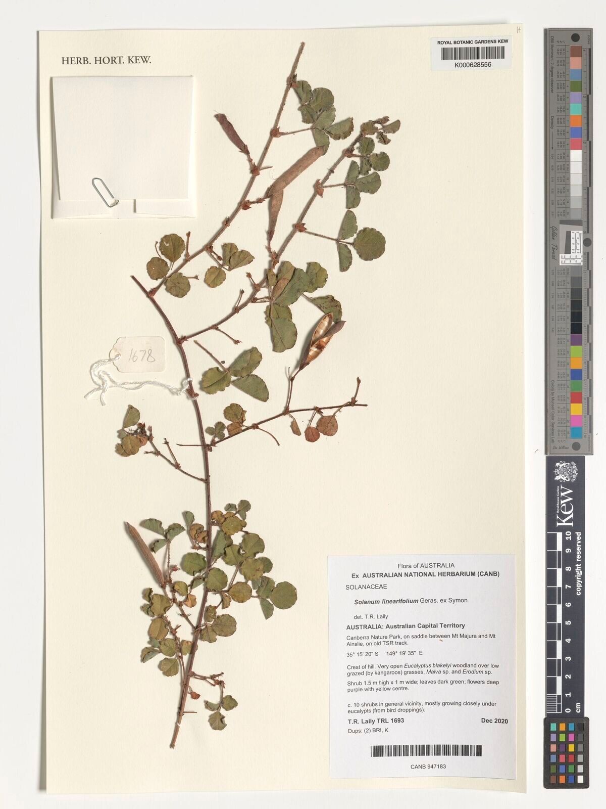 Solanum linearifolium other