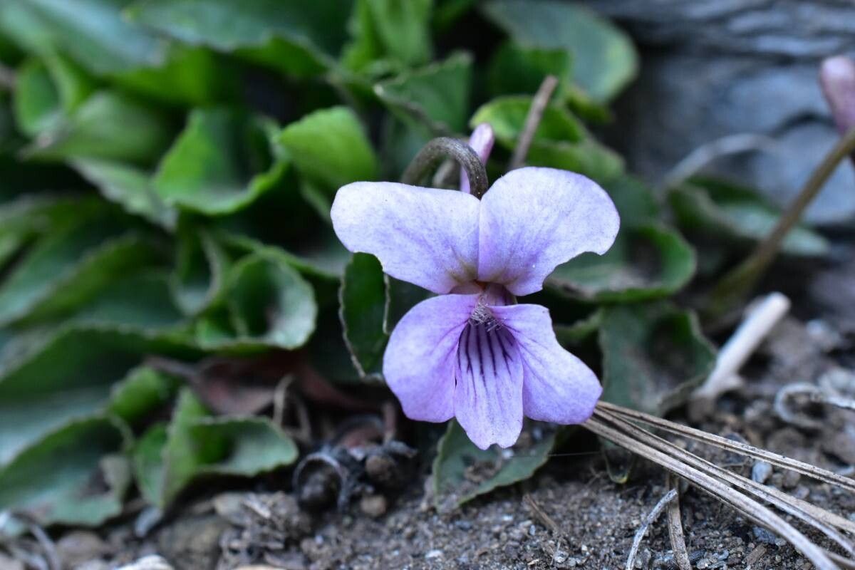 Viola kunawarensis — houseplant care guide