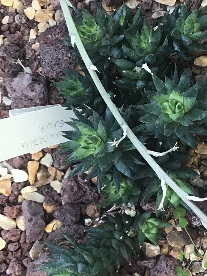 Haworthia glauca — search result for 'Haworthia'