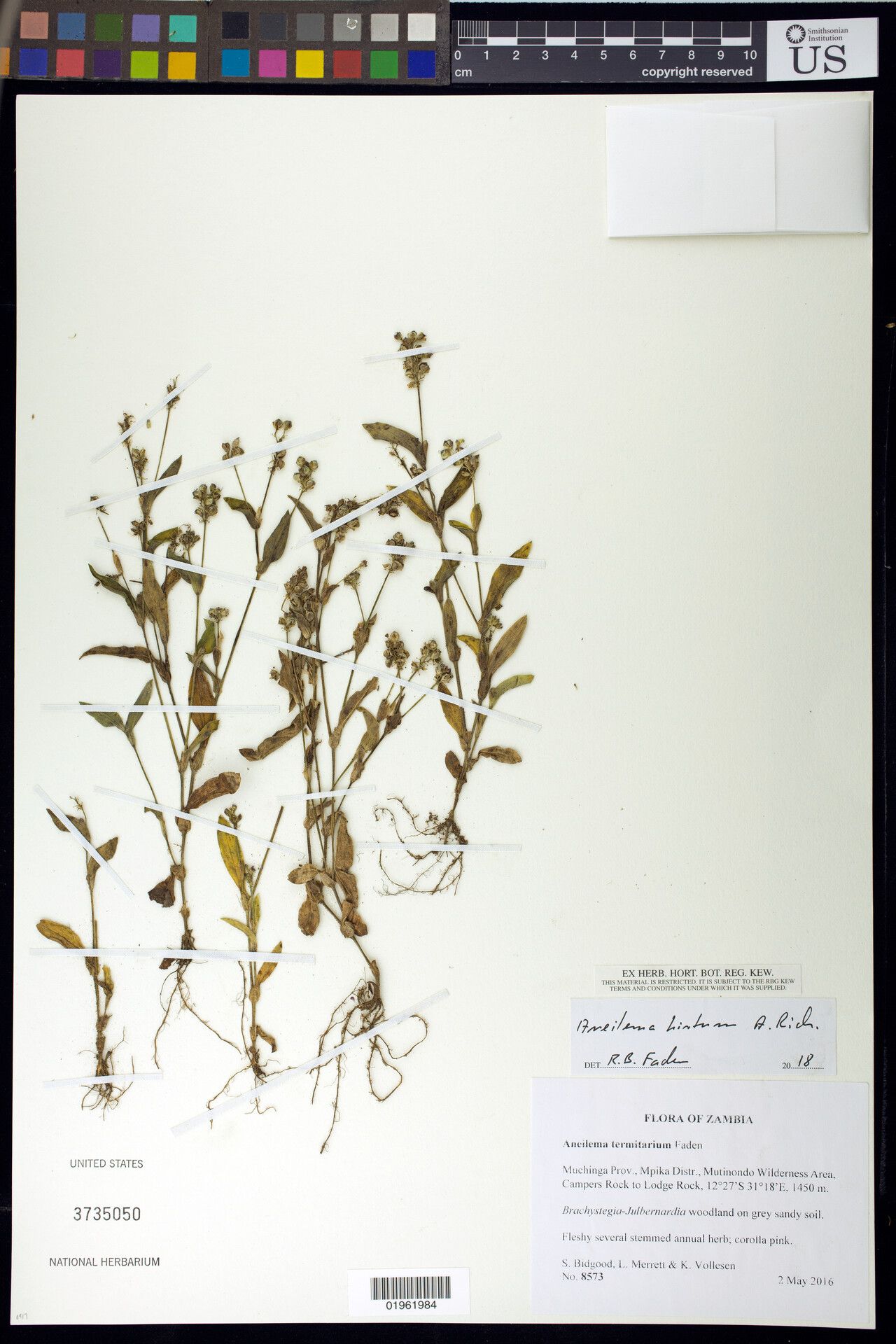 Aneilema hirtum — houseplant care guide