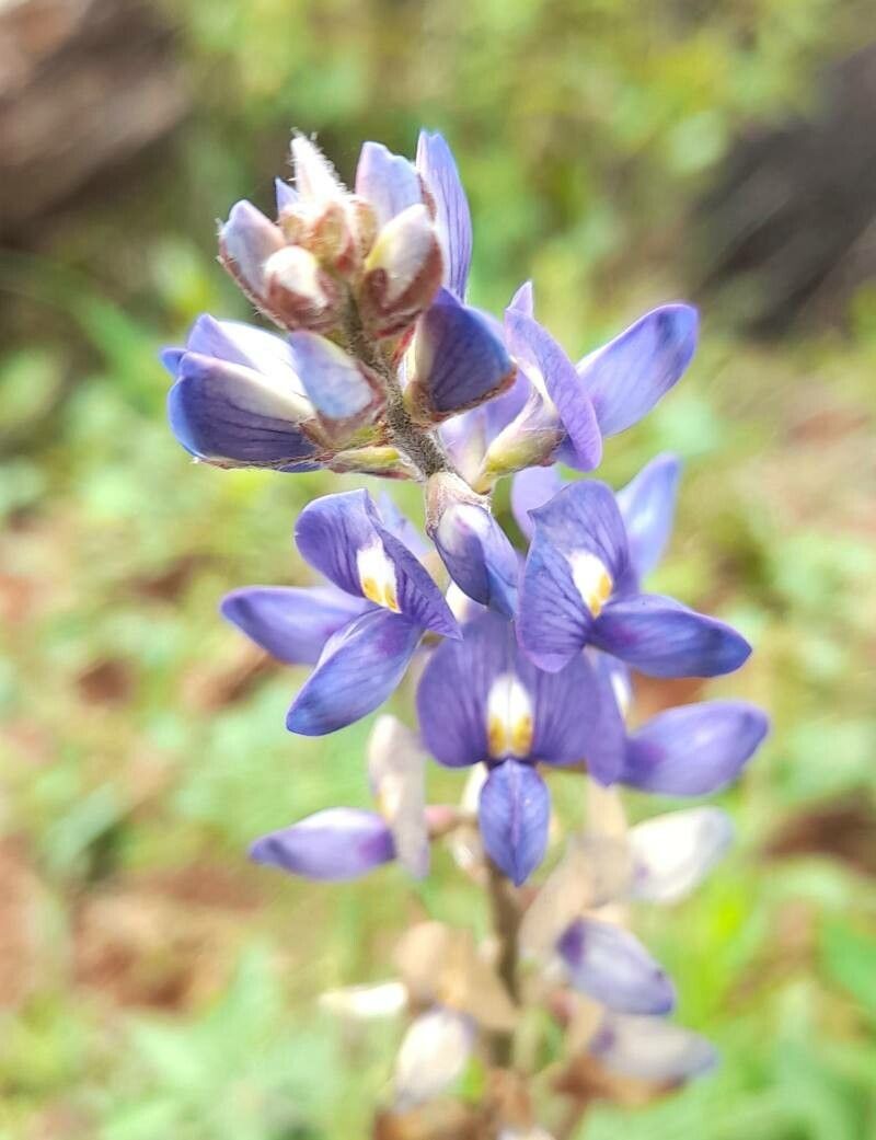 Lupinus albescens flower