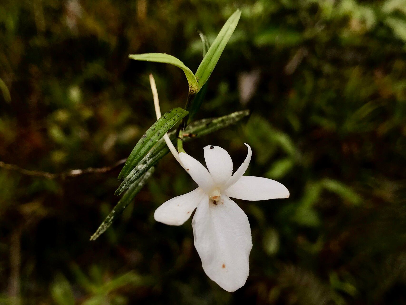 Angraecum danguyanum — houseplant care guide