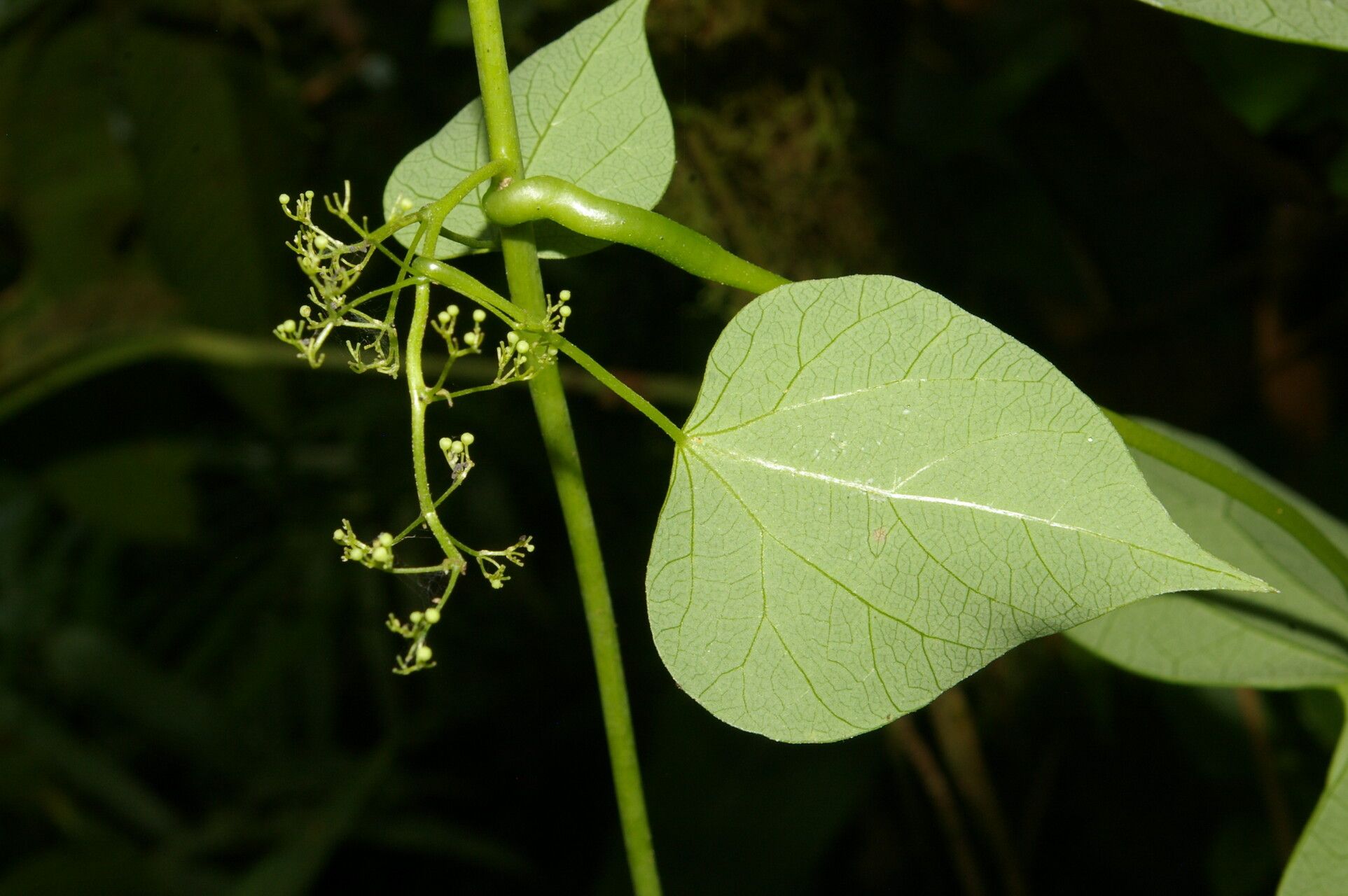 Cissampelos fasciculata flower