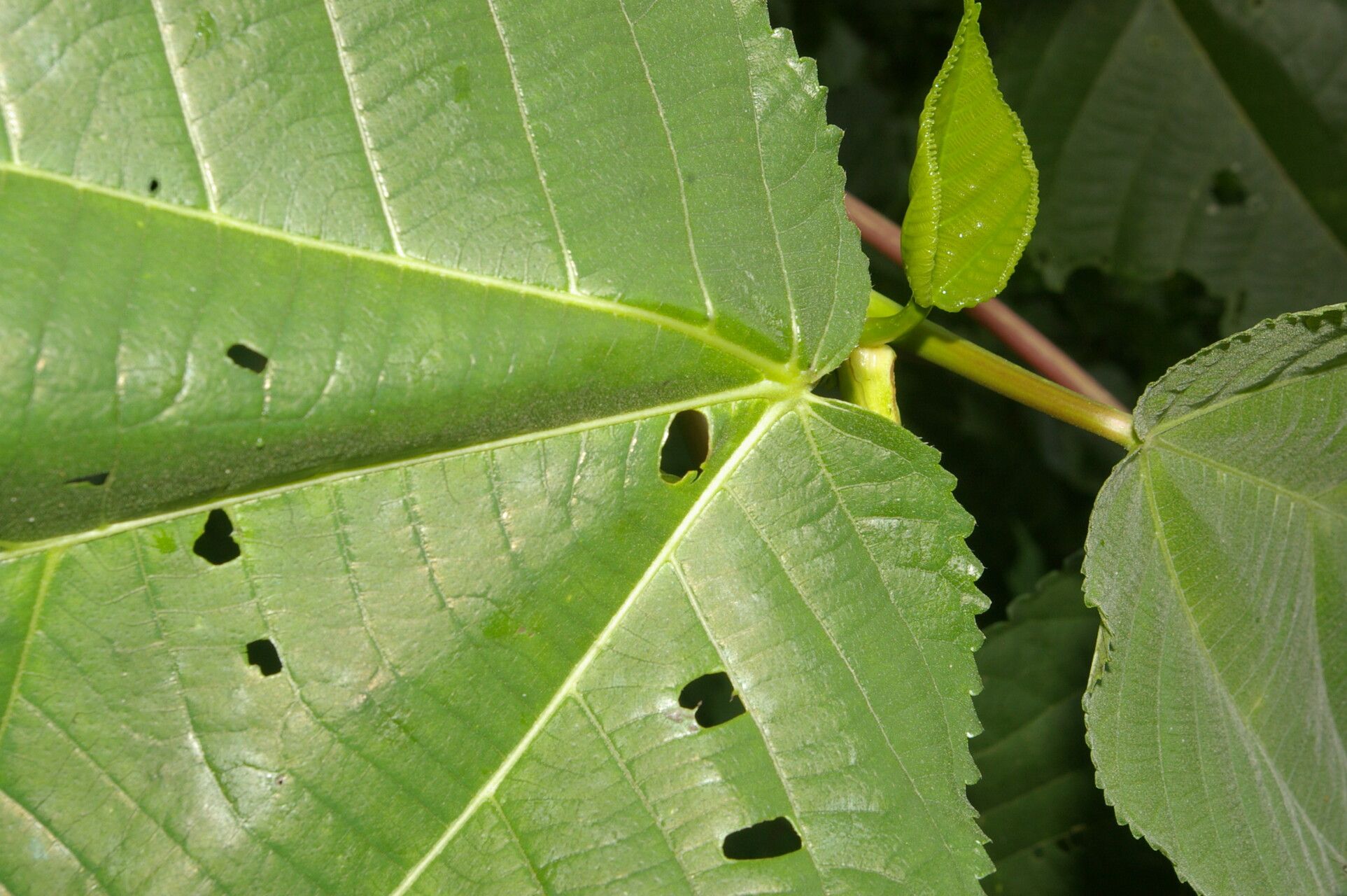 Urera fenestrata — related species from the same genus