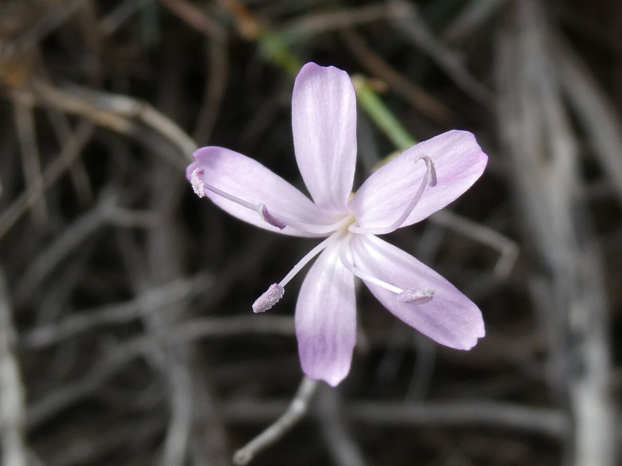 Dianthus pyrenaicus flower