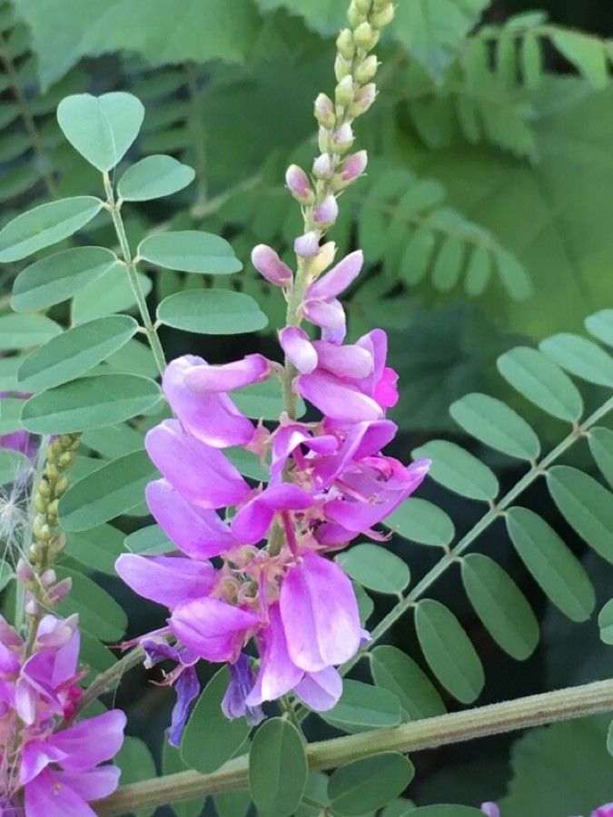 Indigofera tinctoria flower