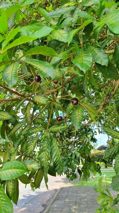 Vitex megapotamica fruit