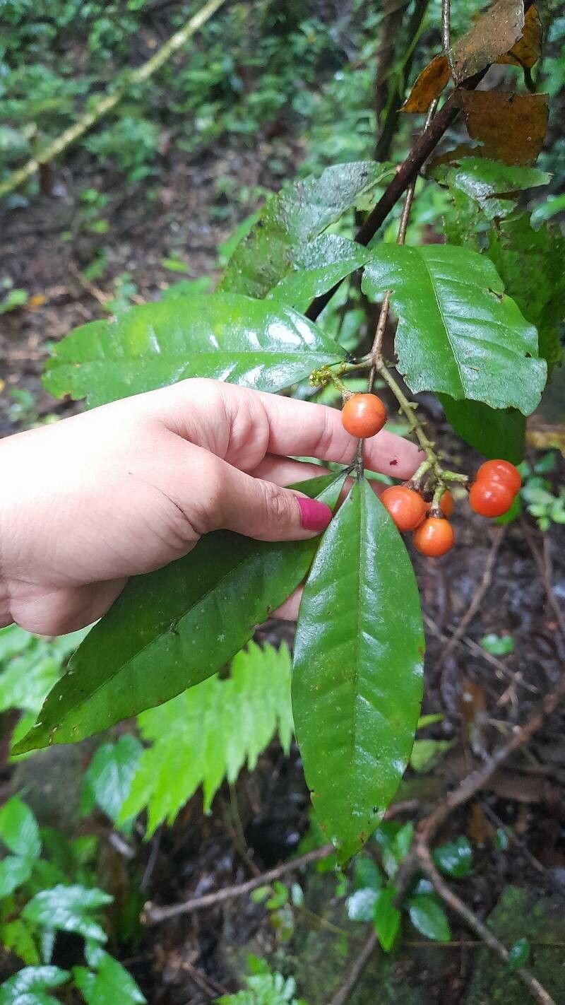 Bunchosia lindeniana — search result for 'Bunchosia'