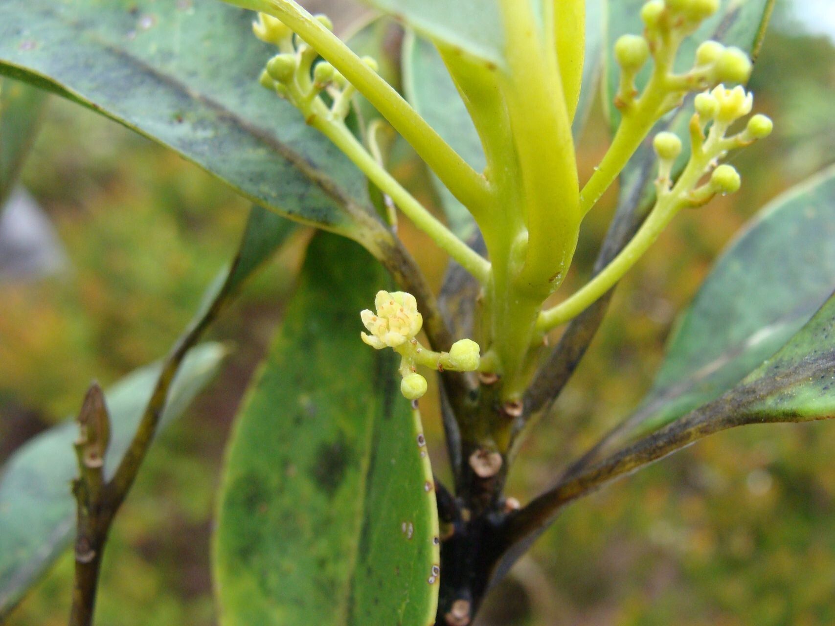 Cryptocarya adpressa flower