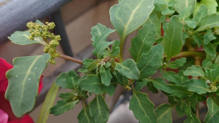 Chenopodium glaucum flower