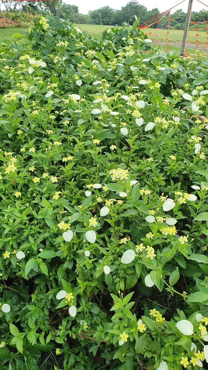 Pseudomussaenda flava leaf