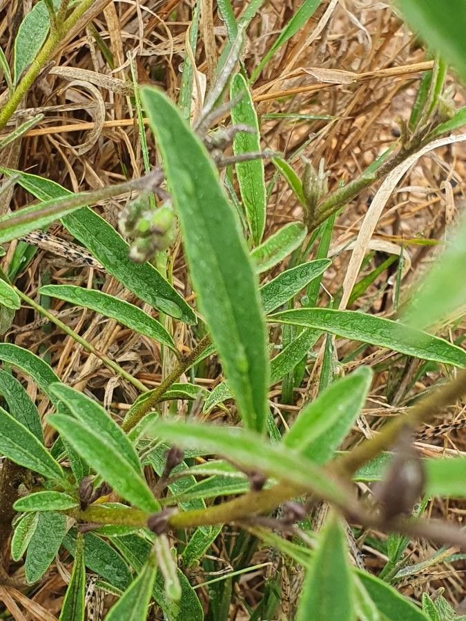 Solanum lanzae — houseplant care guide