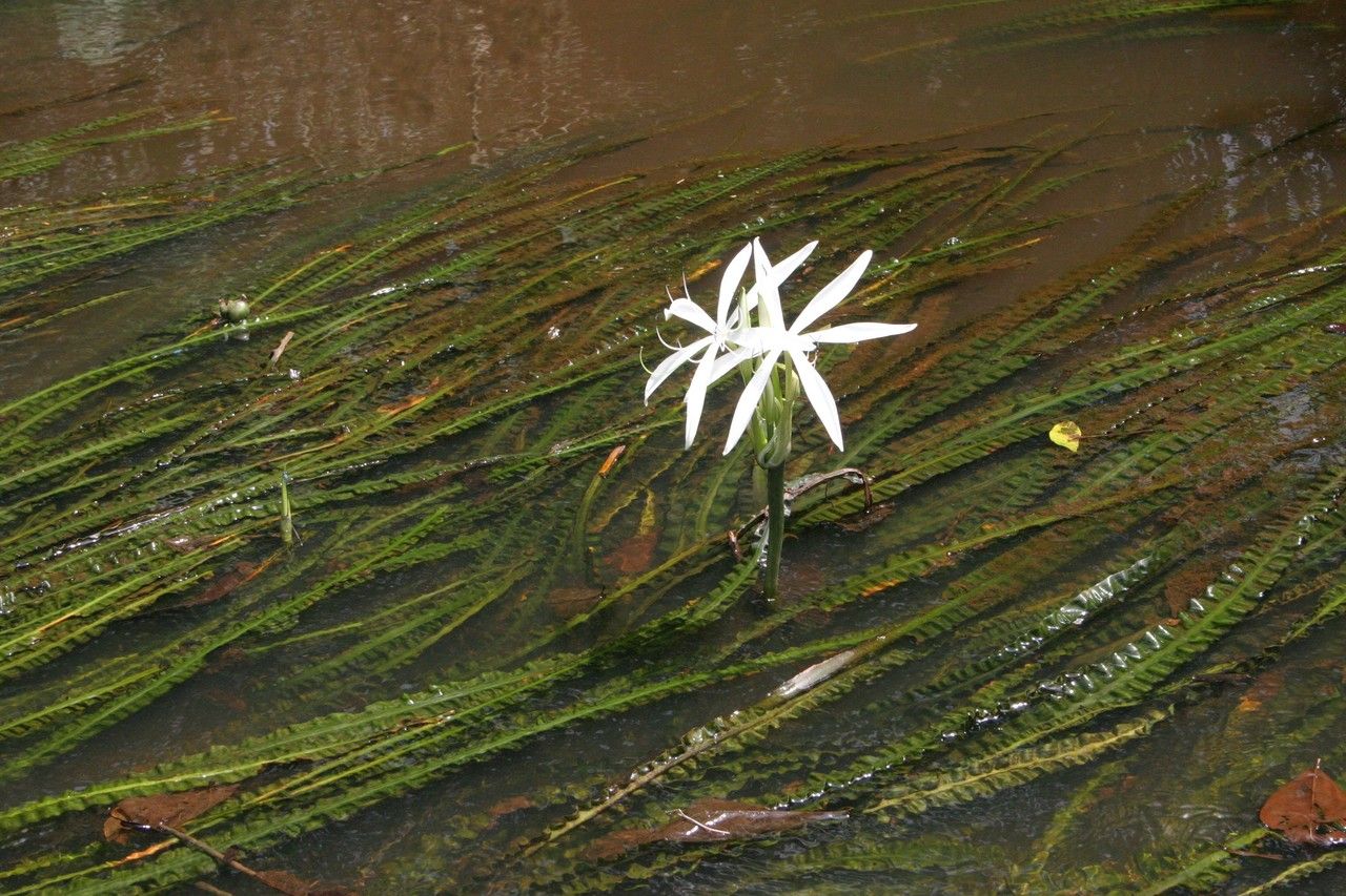 Crinum natans habit