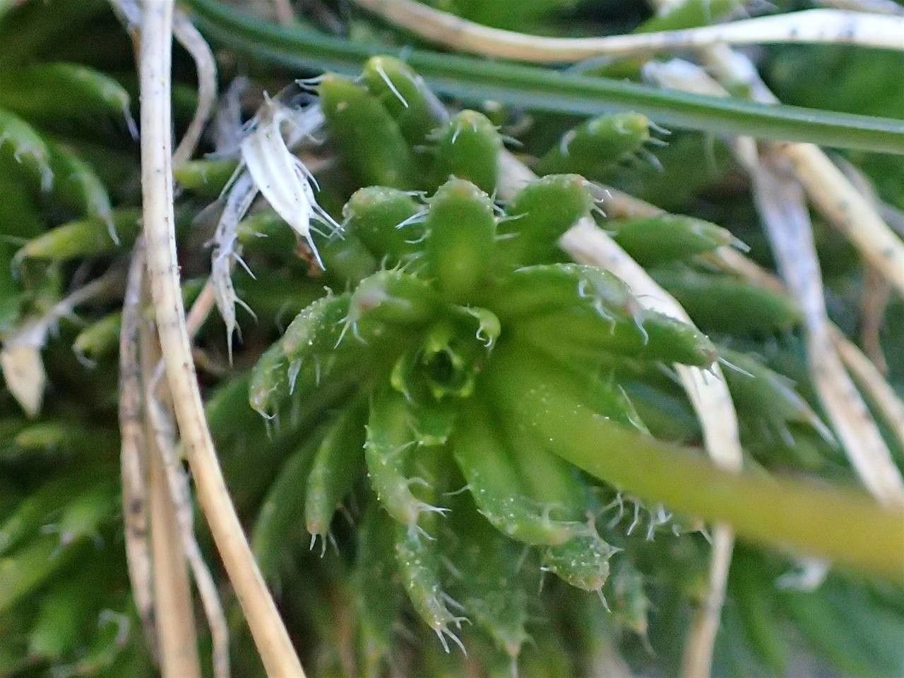 Draba aizoides fruit