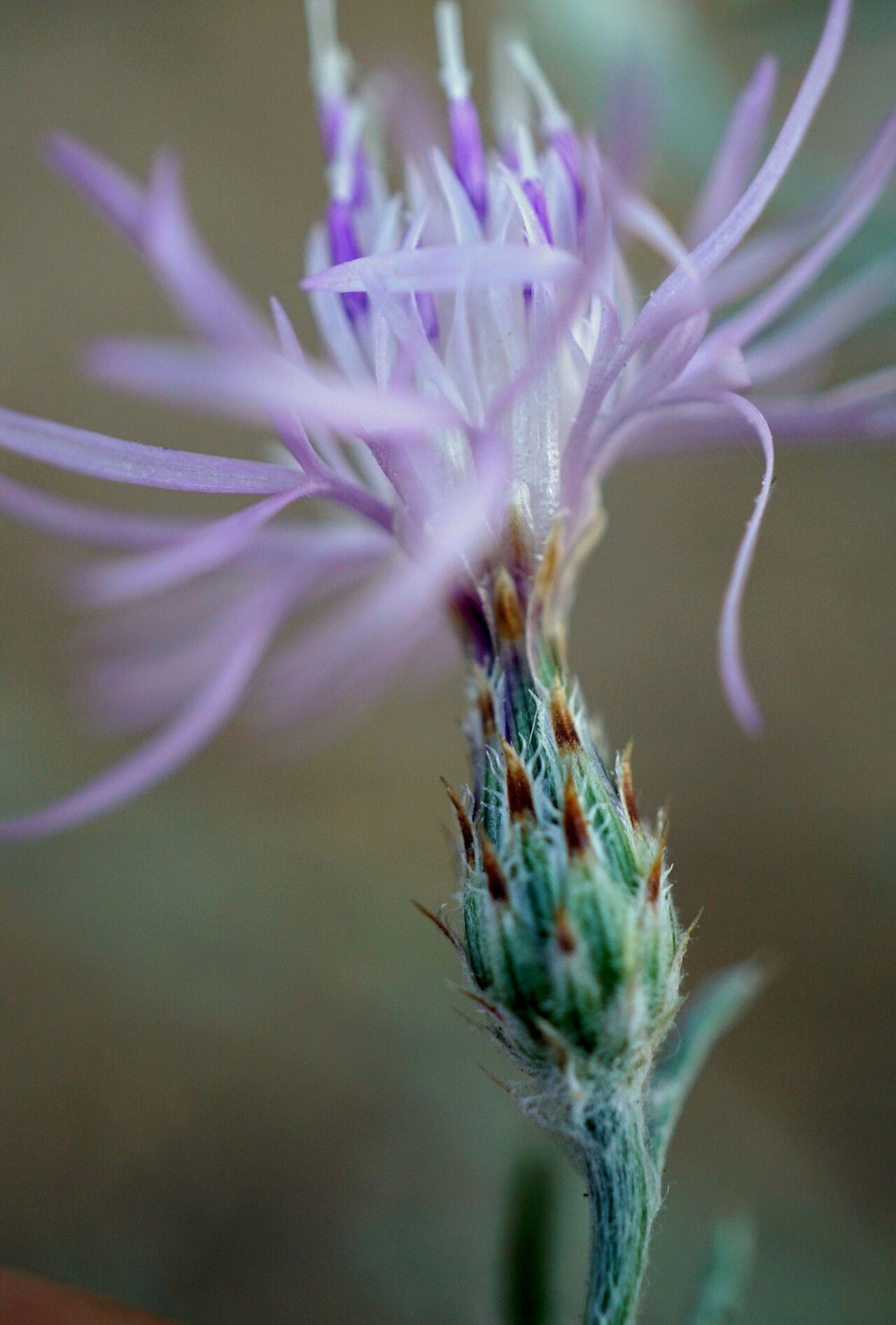 Centaurea sakarensis flower