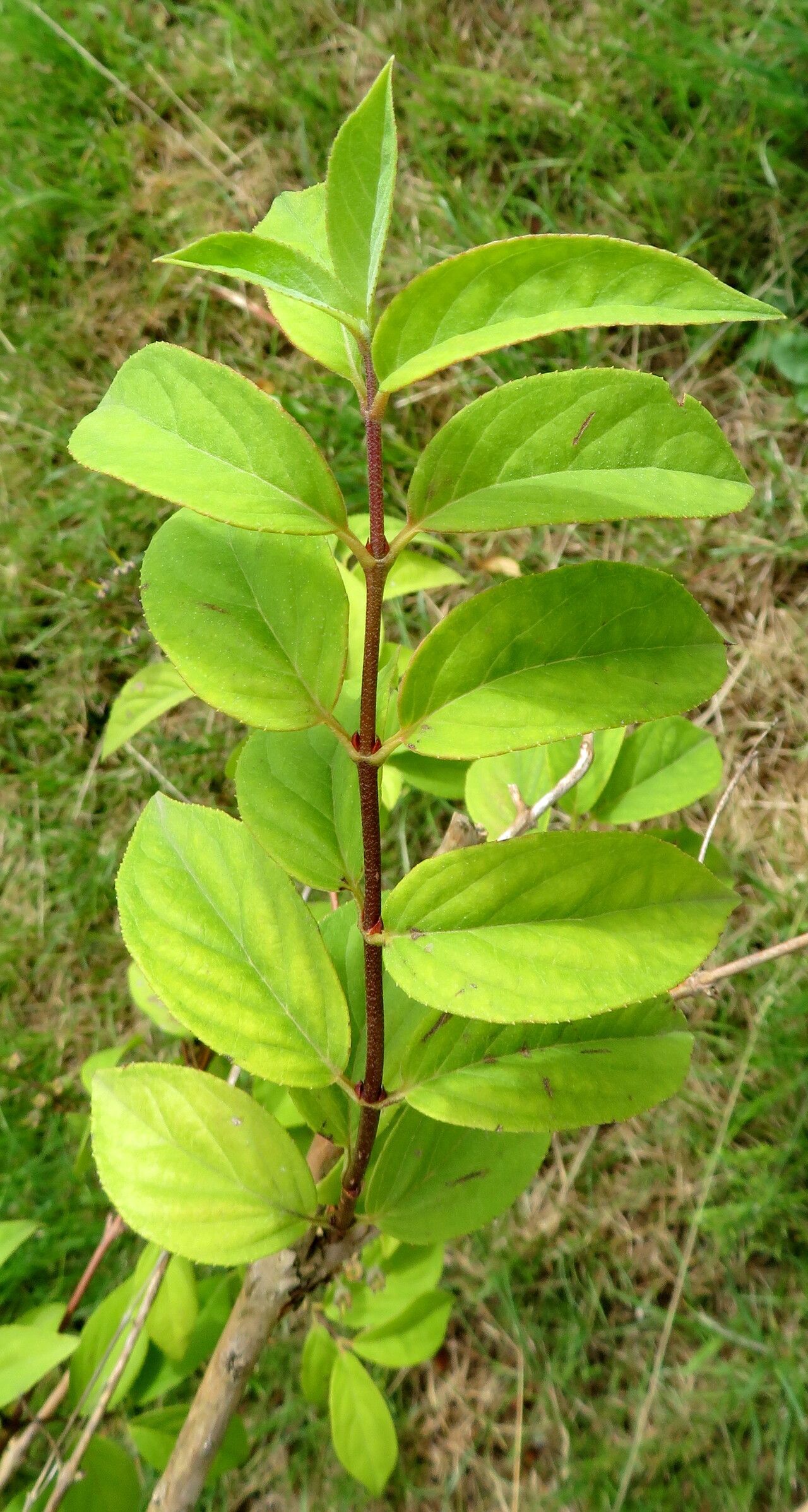 Deutzia maximowicziana leaf