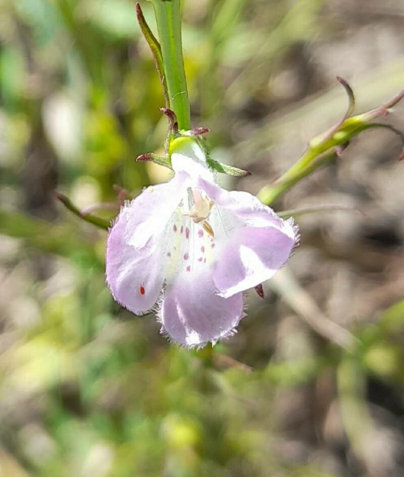 Agalinis communis flower