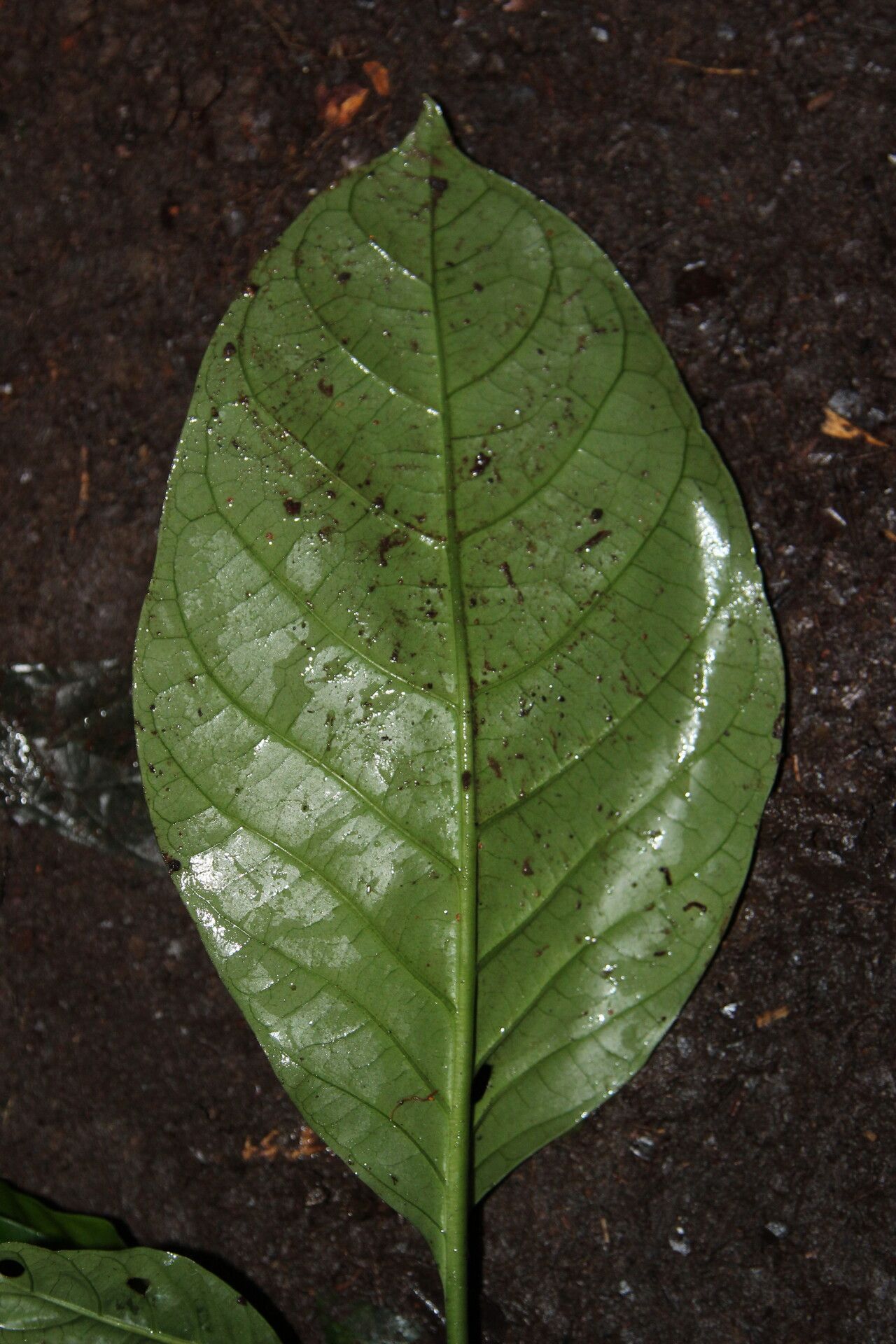 Psychotria alatipes leaf