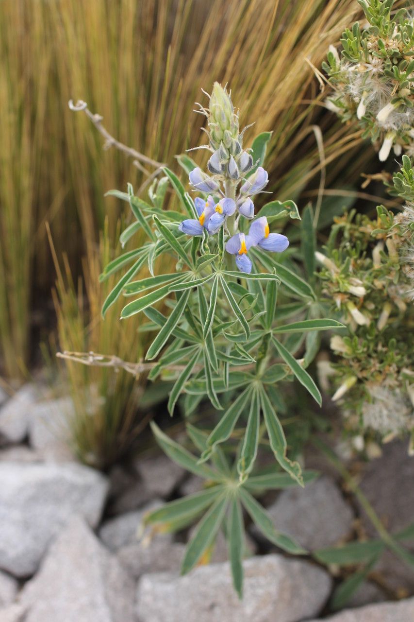 Lupinus subacaulis other