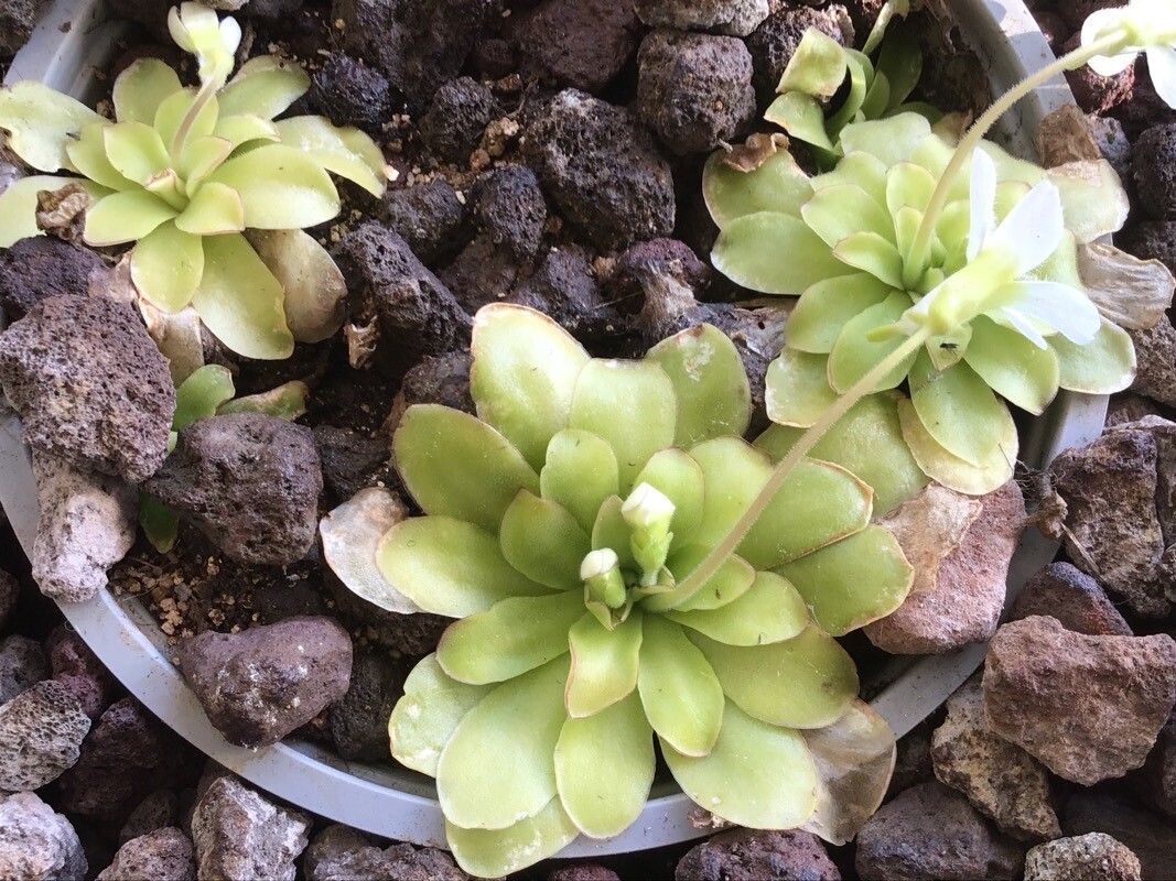 Pinguicula ibarrae — houseplant care guide