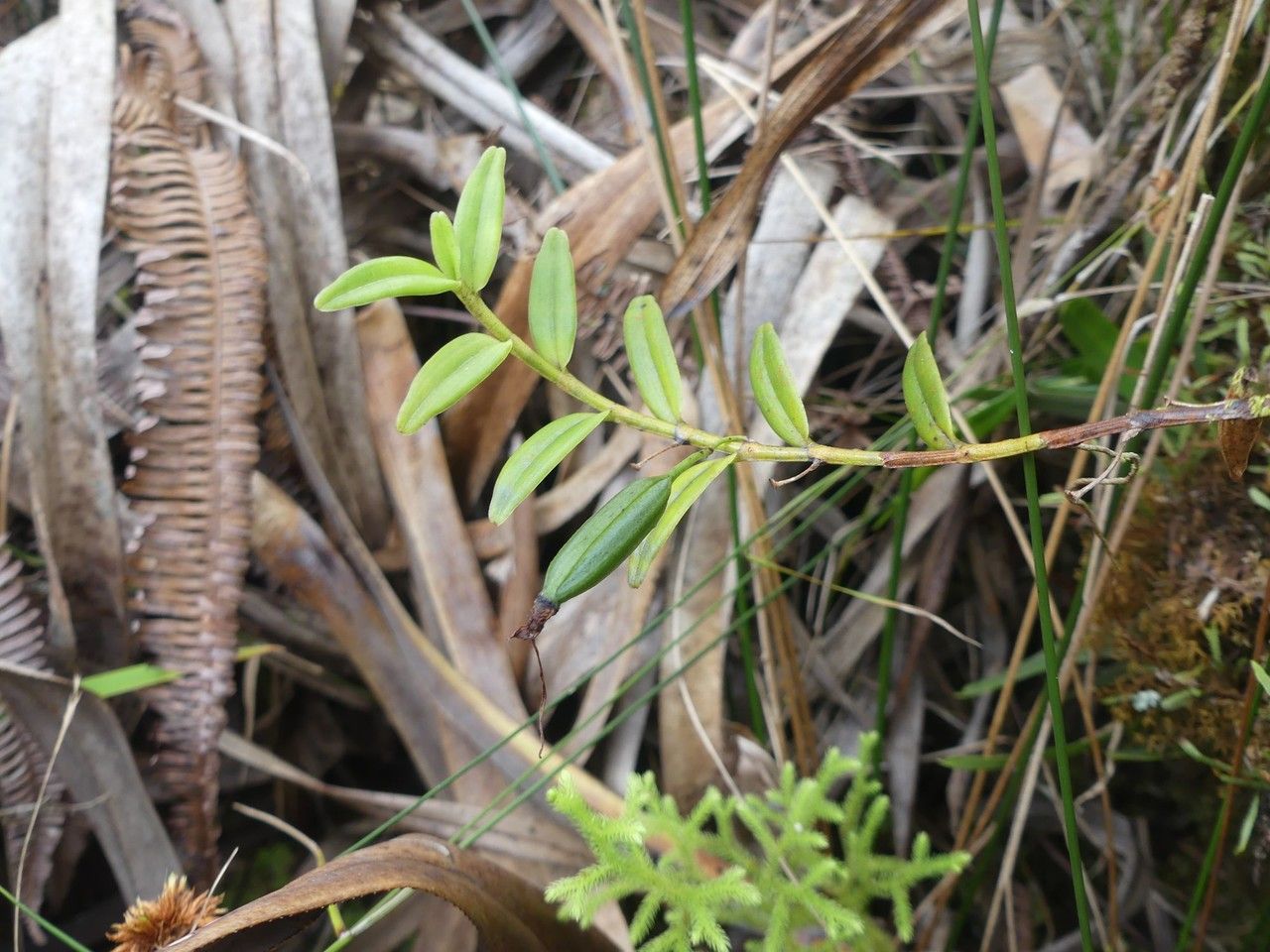 Angraecum mauritianum habit