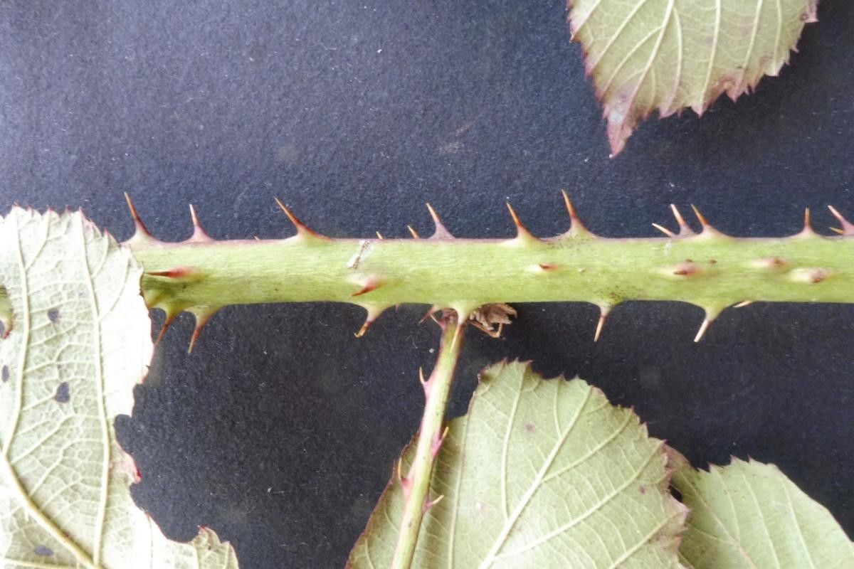 Rubus questieri flower