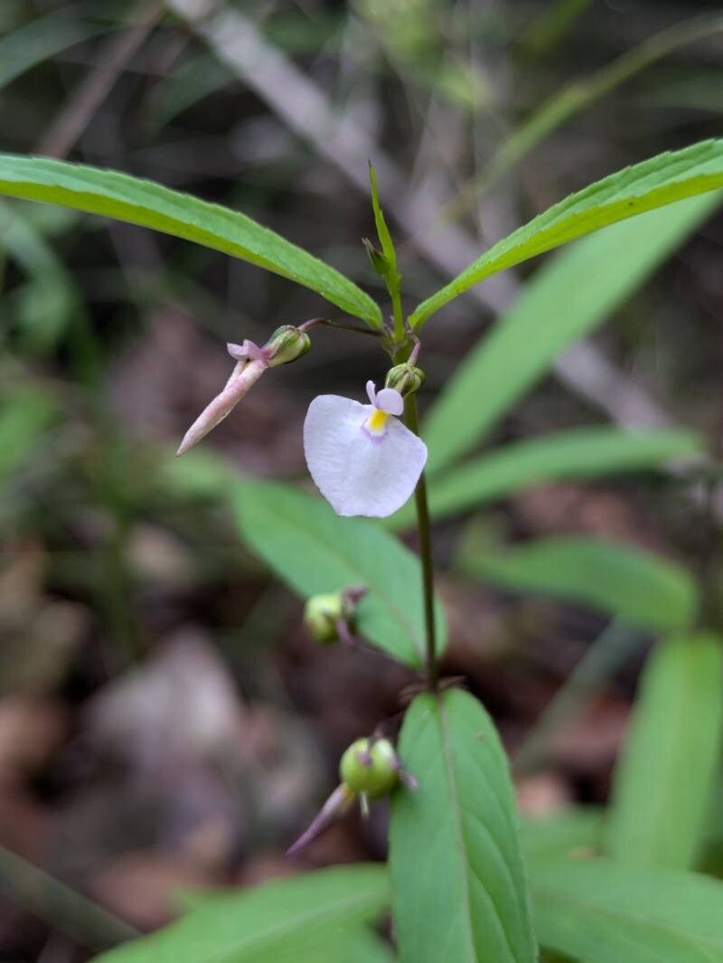 Pombalia oppositifolia — related species from the same genus