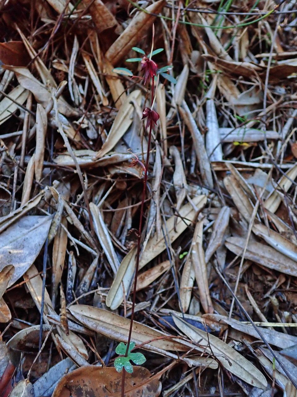 Acianthus tenuilabris habit