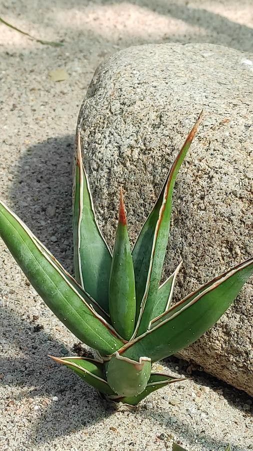 Dracaena pinguicula habit