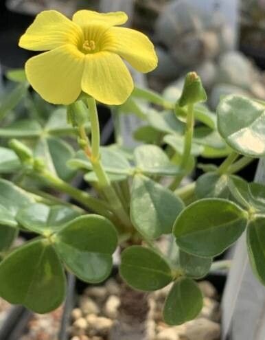 Oxalis mollendoensis — houseplant care guide