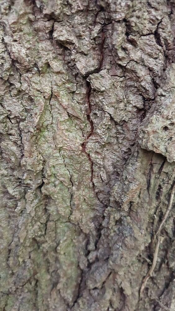 Tilia × flaccida bark
