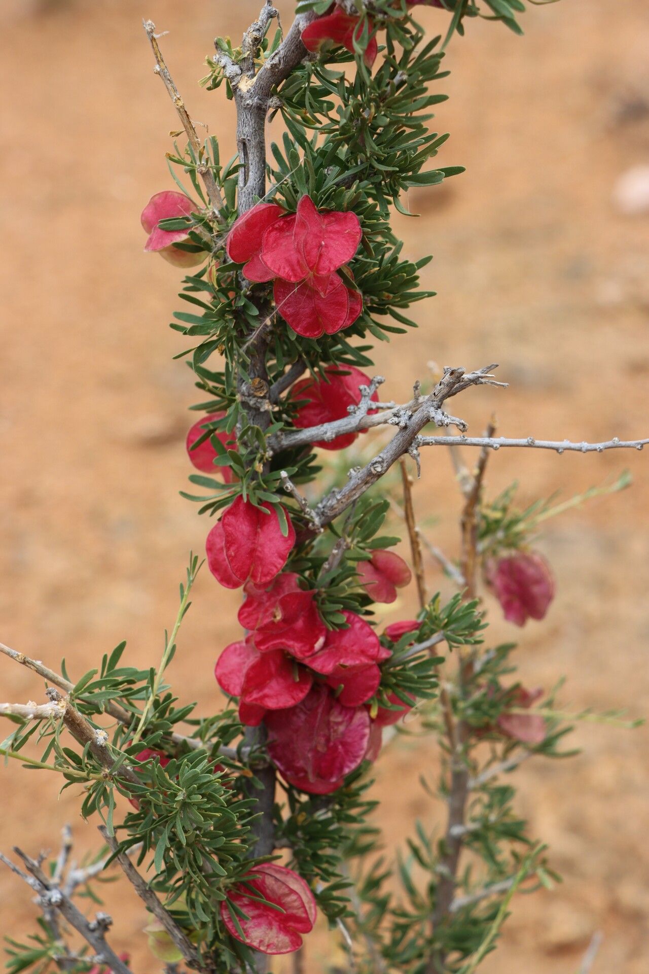Nymania capensis fruit