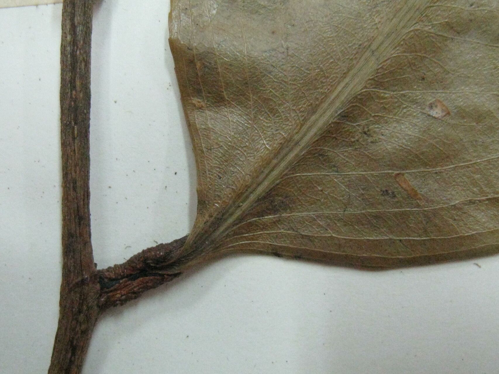 Ouratea macrocarpa other