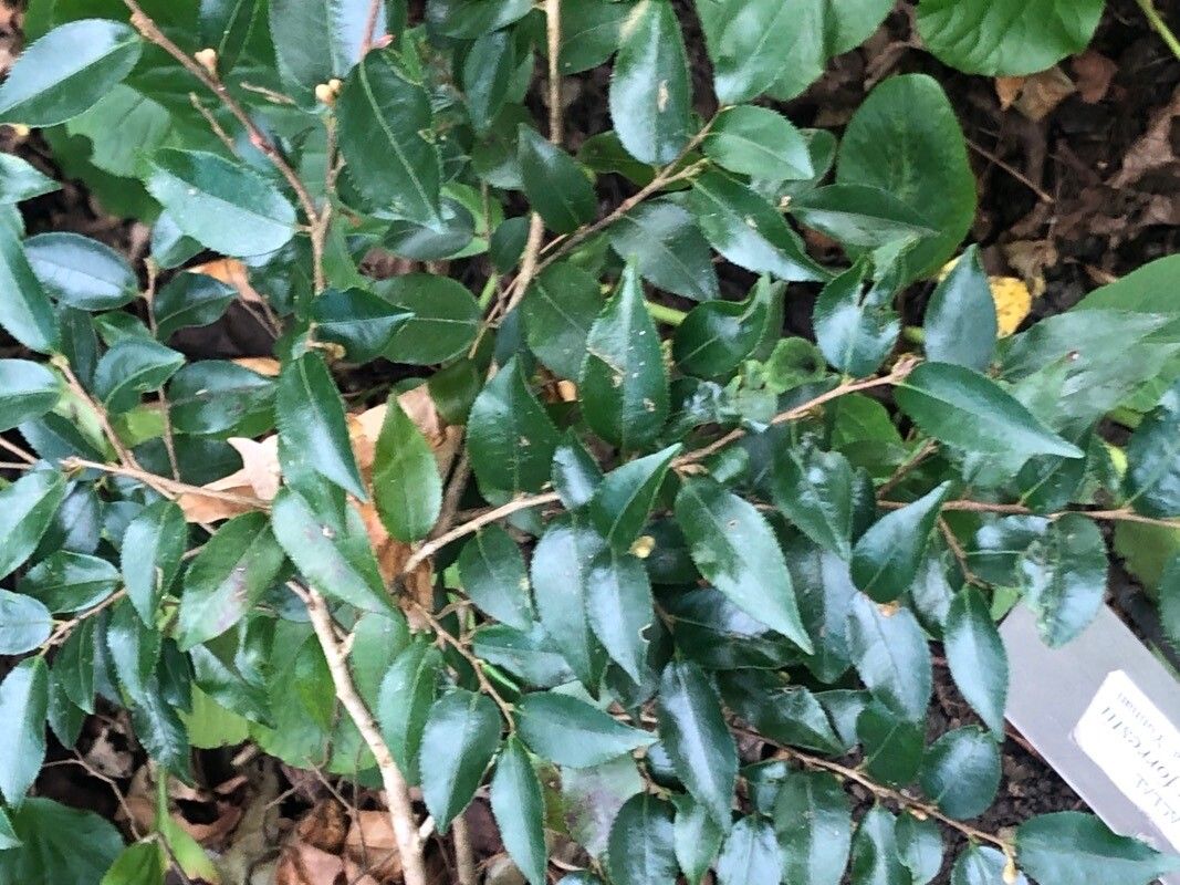 Camellia forrestii — search result for 'Camellia'