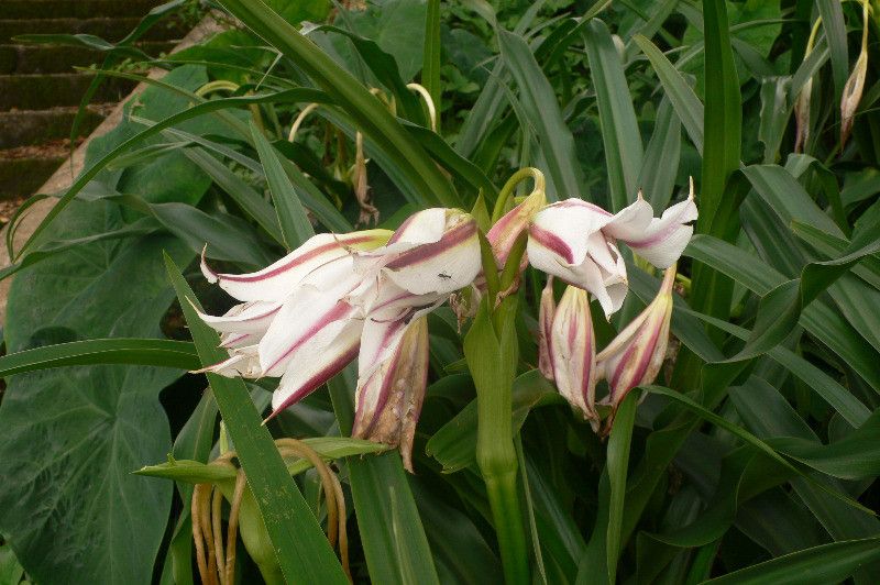 Crinum amabile flower
